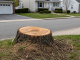 Peterborough’s Last Tree Stands Are Becoming the City’s Quiet Battleground